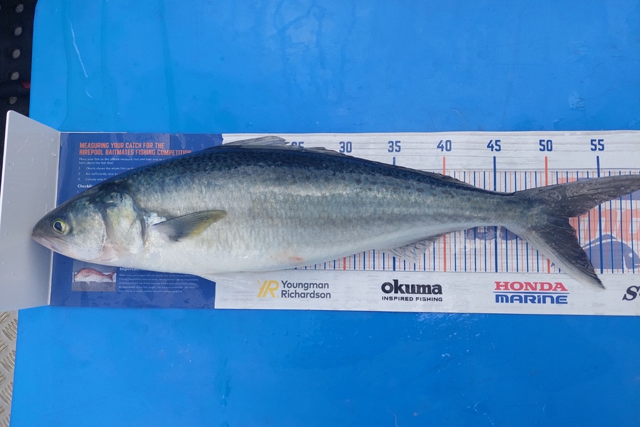 Barry  Howard caught this 52.0cm Kahawai at Hauraki Gulf during The Hirepool Baitmates Fishing Comp