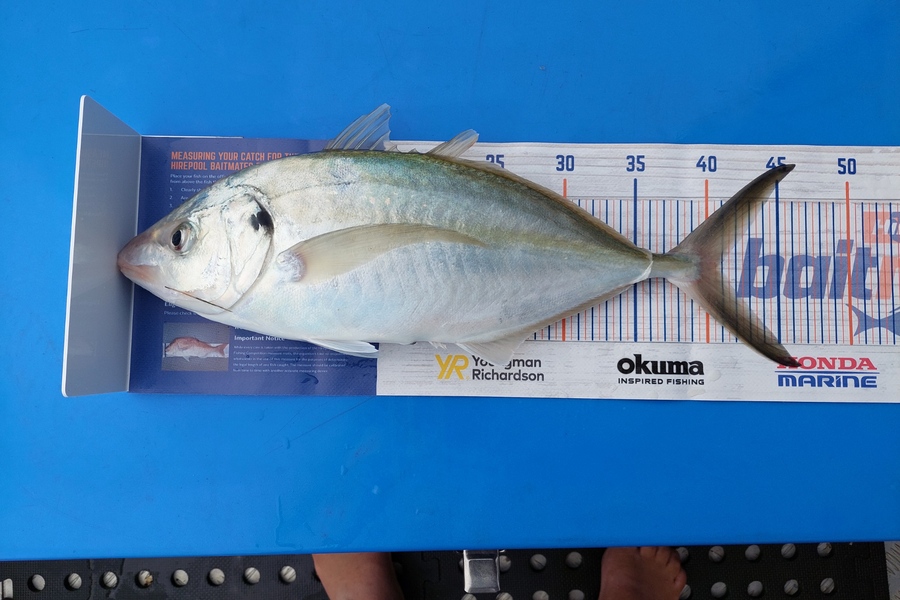 Barry  Howard caught this 40.0cm Trevally at Hauraki Gulf during The Hirepool Baitmates Fishing Comp