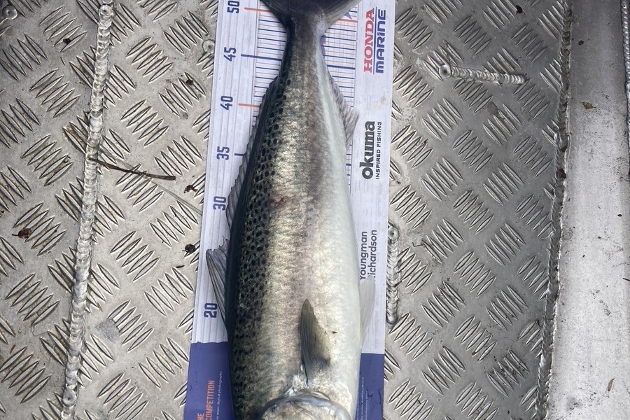 Eden Farley caught this 53.0cm Kahawai at Muriwai during The Hirepool Baitmates Fishing Comp