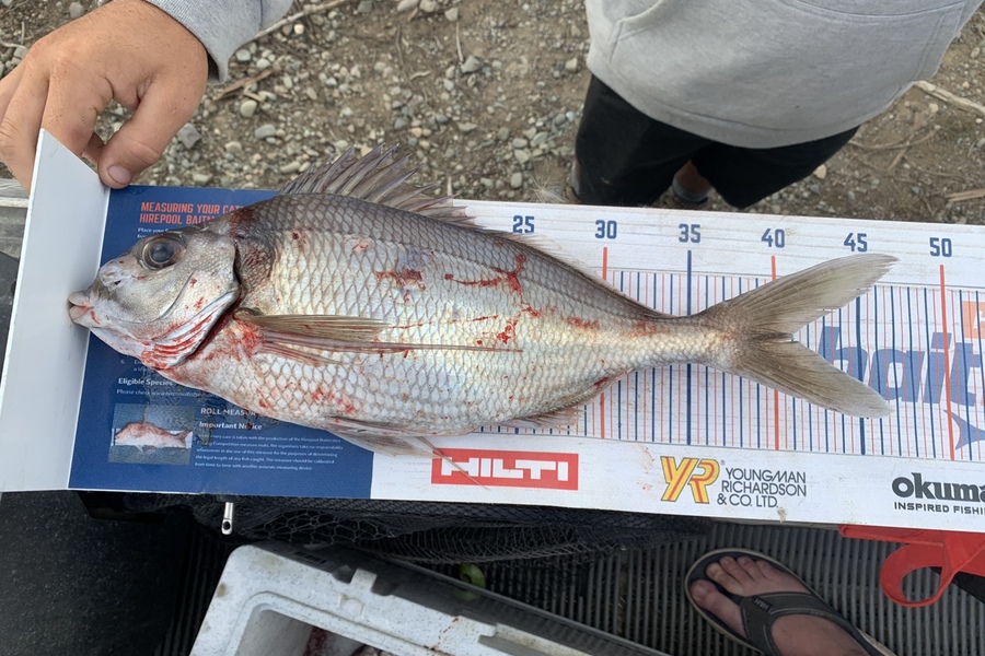 Christopher  Reynolds  caught this 41.0cm Tarakihi at Milford sound  during The Hirepool Baitmates Fishing Comp