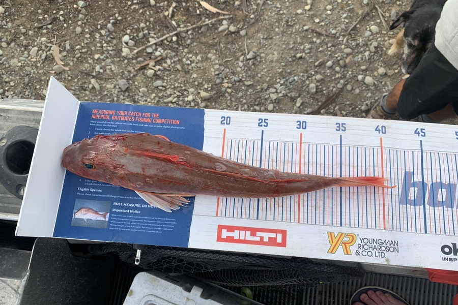 Christopher  Reynolds  caught this 39.0cm Gurnard at Milford sound during The Hirepool Baitmates Fishing Comp