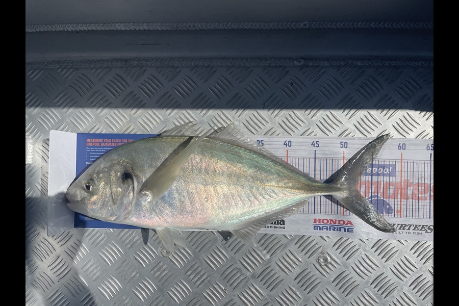 Michael Fuller-Smith caught this 52.5cm Trevally at Bay of plenty  during The Hirepool Baitmates Fishing Comp