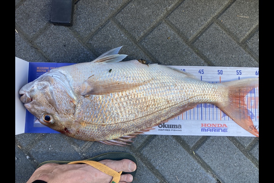 Stephen Smith caught this 56.0cm Snapper at Firth of Thames  during The Hirepool Baitmates Fishing Comp