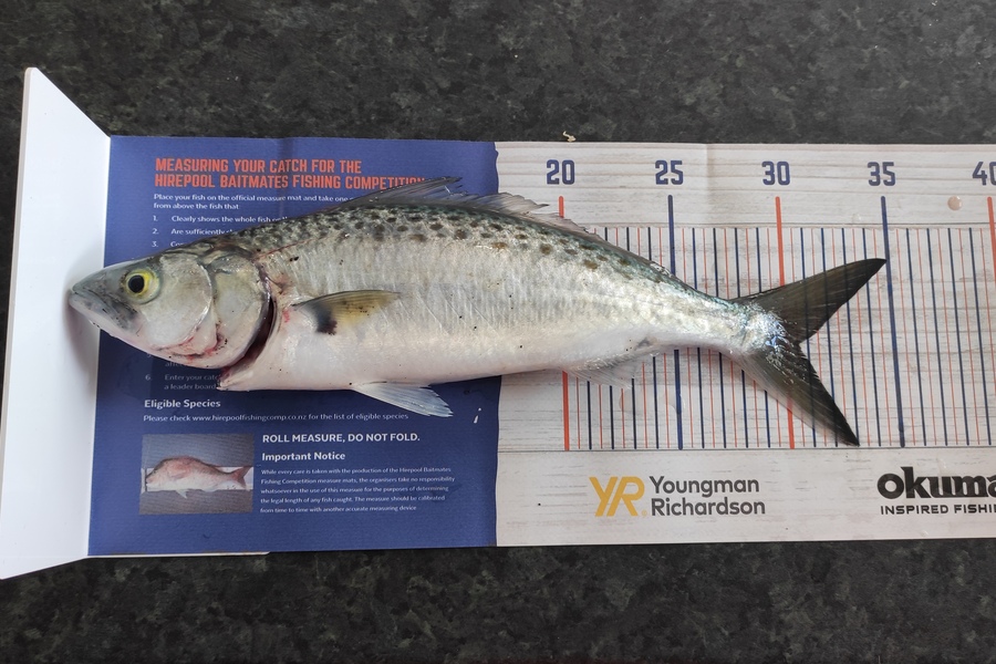 Nathan Bezzant caught this 30.5cm Kahawai at Raumati beach  during The Hirepool Baitmates Fishing Comp