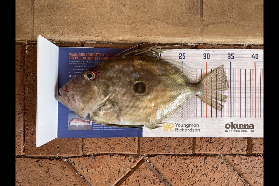 kunaal rajpal caught this 34.0cm John Dory at Mount maunganui during The Hirepool Baitmates Fishing Comp