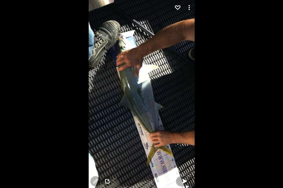 Matt May caught this 79.0cm Kingfish at Canterbury during The Hirepool Baitmates Fishing Comp