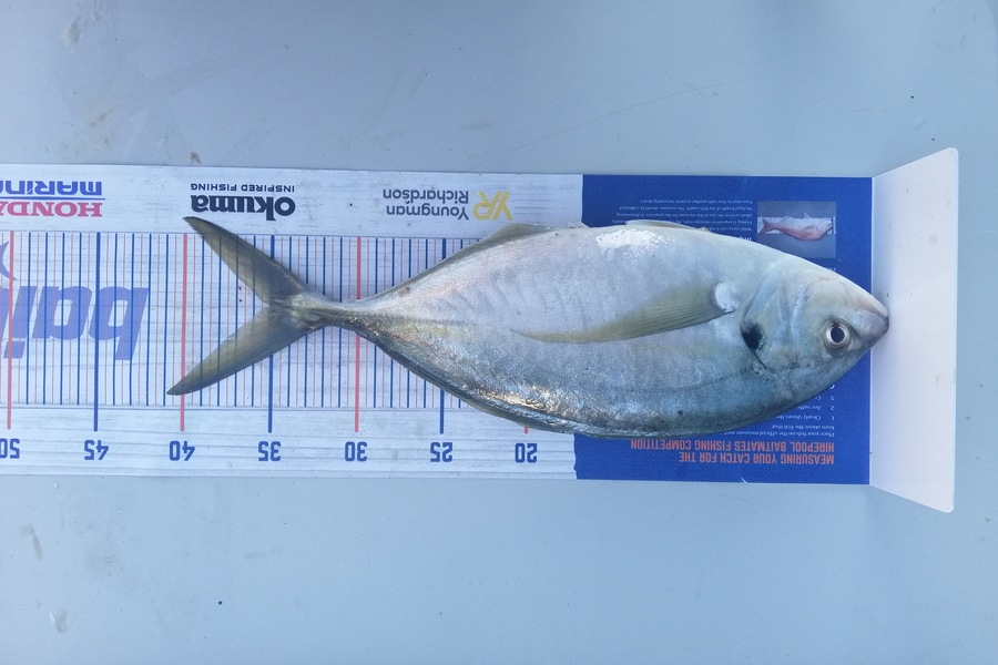 Mark O'Regan caught this 35.0cm Trevally at Hen & Chicks during The Hirepool Baitmates Fishing Comp