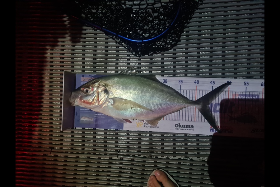 Peter Blackie caught this 44.0cm Trevally at Tauranga  during The Hirepool Baitmates Fishing Comp