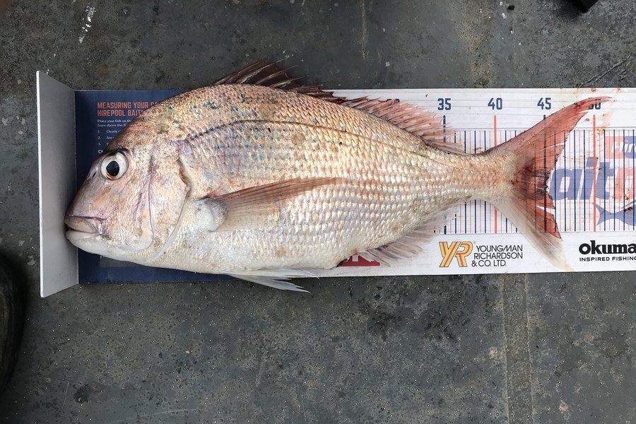 Joseph Peeti caught this 45.0cm Snapper at South taranaki during The Hirepool Baitmates Fishing Comp