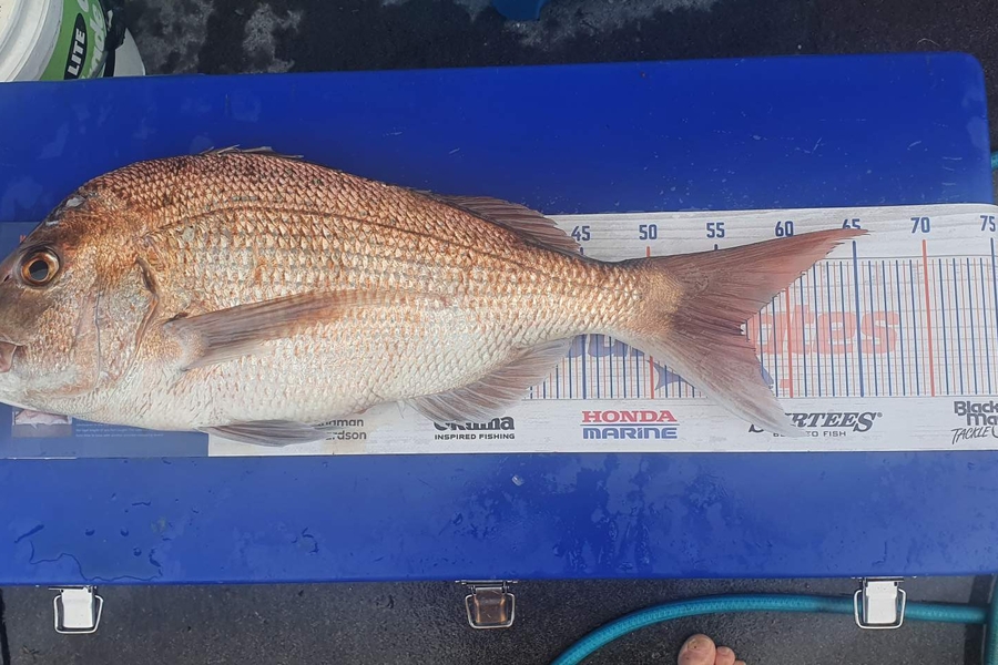 dave price caught this 56.5cm Snapper at Bay of Plenty  during The Hirepool Baitmates Fishing Comp