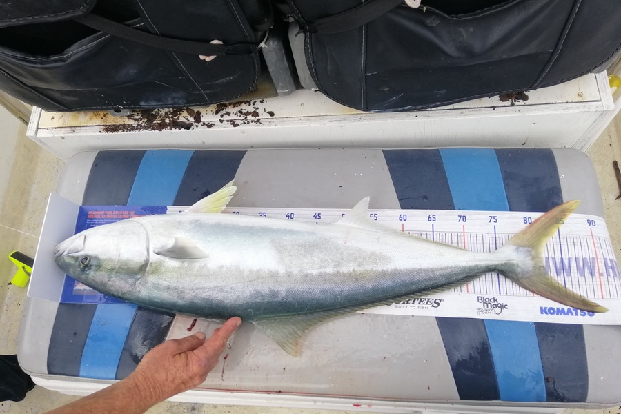 Larry Temperley caught this 82.0cm Kingfish at Hen & Chicks during The Hirepool Baitmates Fishing Comp
