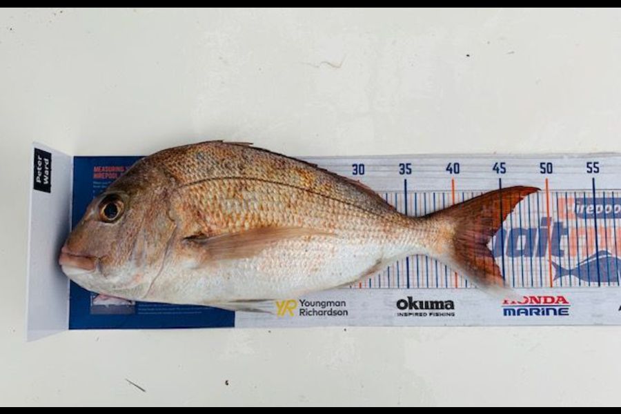 Peter Ward caught this 43.0cm Snapper at Tiritiri Matangi during The Hirepool Baitmates Fishing Comp