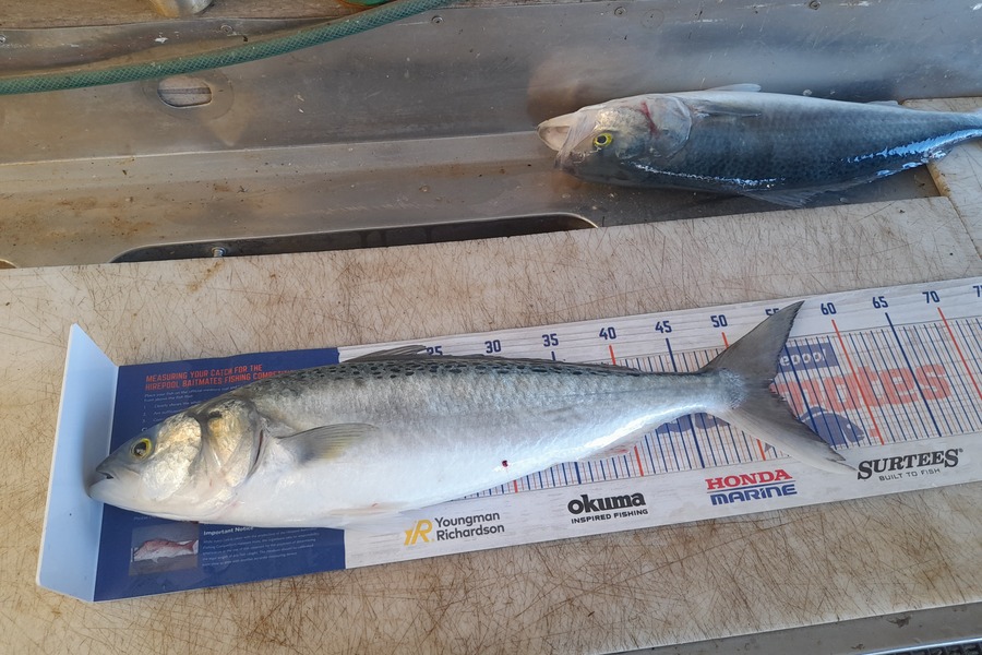 Martin Thomas caught this 52.0cm Kahawai at Whakatane during The Hirepool Baitmates Fishing Comp
