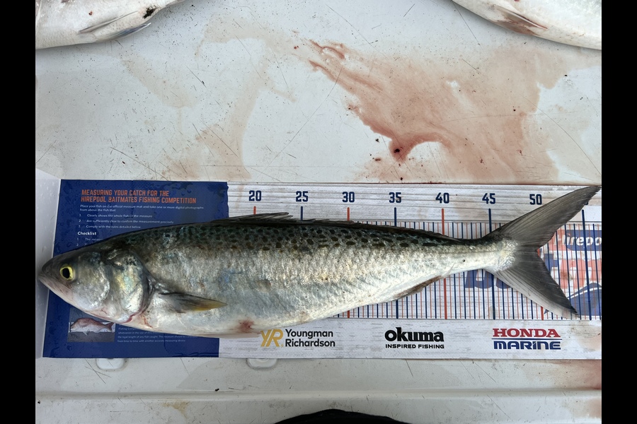 Gregory Wood caught this 49.5cm Kahawai at BOP during The Hirepool Baitmates Fishing Comp