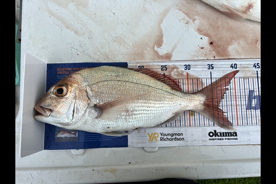 Gregory Wood caught this 36.0cm Snapper at BOP during The Hirepool Baitmates Fishing Comp