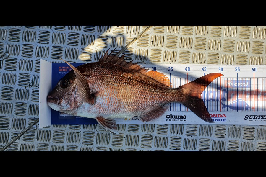 Kevin Johnson caught this 44.0cm Snapper at KeriKeri during The Hirepool Baitmates Fishing Comp