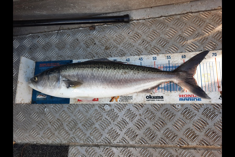 Jayden Emtage caught this 62.5cm Kahawai at Kaipara harbour during The Hirepool Baitmates Fishing Comp