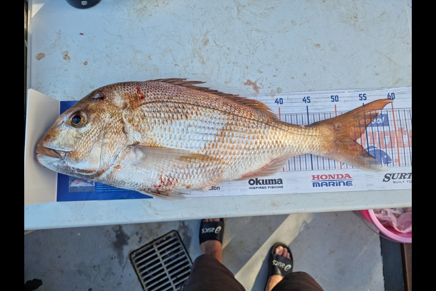 Andrew  Graham  caught this 53.0cm Snapper at Papakura channel  during The Hirepool Baitmates Fishing Comp