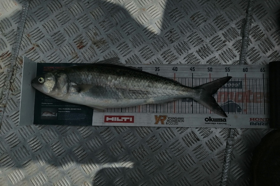 Riki Archer caught this 51.0cm Kahawai at Tauranga during The Hirepool Baitmates Fishing Comp