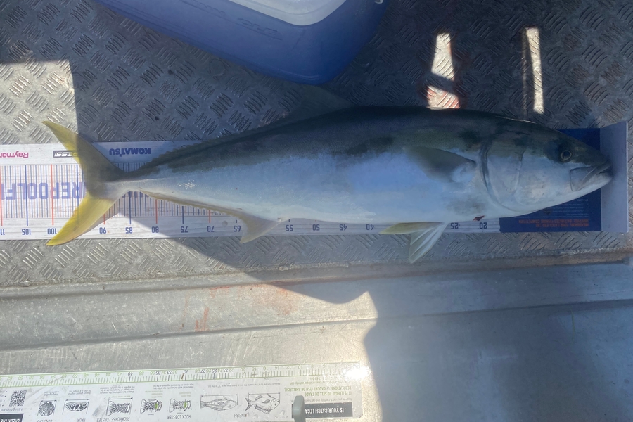 Josiah Atkinson caught this 93.5cm Kingfish at Whakatane  during The Hirepool Baitmates Fishing Comp