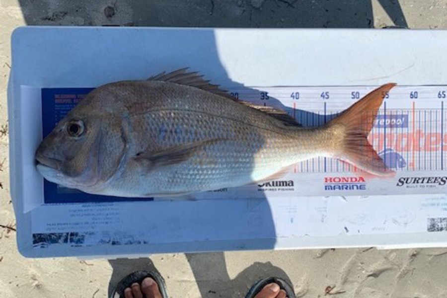 John Ra caught this 51.5cm Snapper at Rangaunu Harbour during The Hirepool Baitmates Fishing Comp