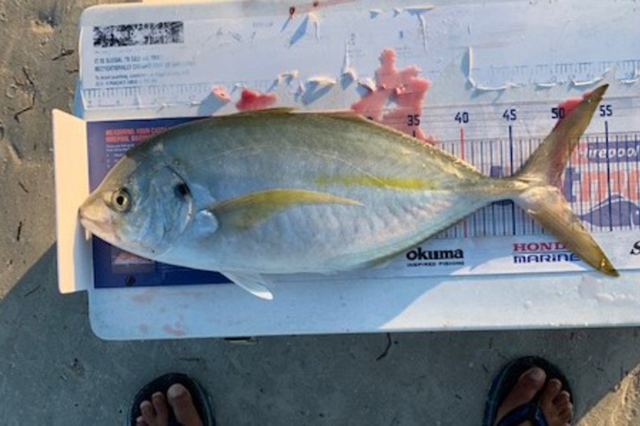 John Ra caught this 49.5cm Trevally at Rangaunu Harbour during The Hirepool Baitmates Fishing Comp
