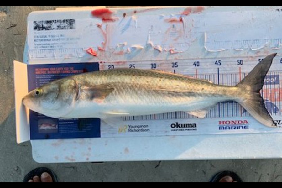 John Ra caught this 54.0cm Kahawai at Rangaunu Harbour during The Hirepool Baitmates Fishing Comp