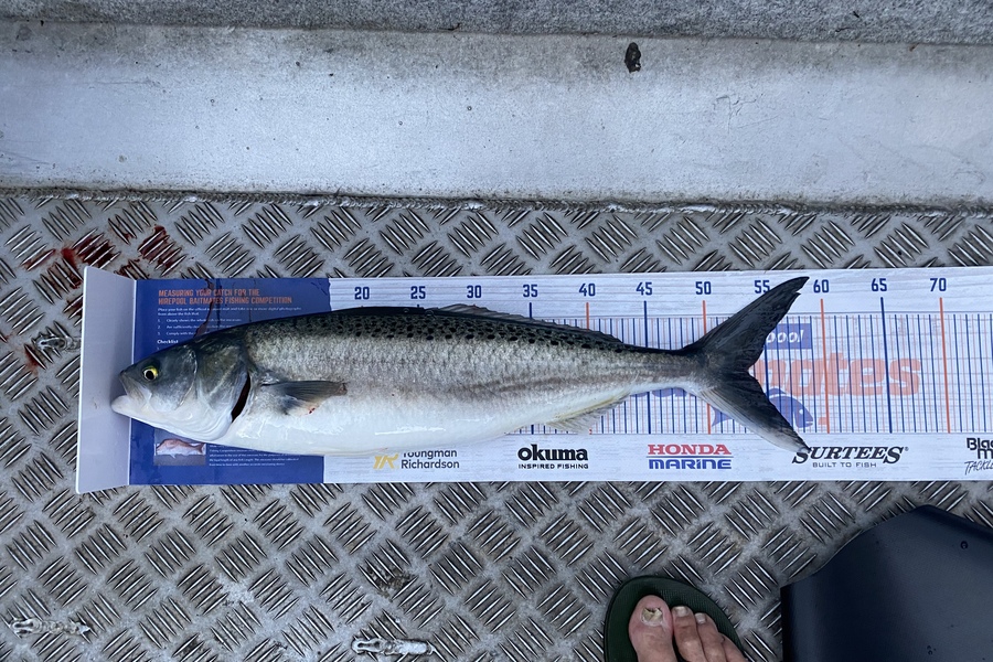 Neil John Barnes caught this 53.0cm Kahawai at New Plymouth during The Hirepool Baitmates Fishing Comp