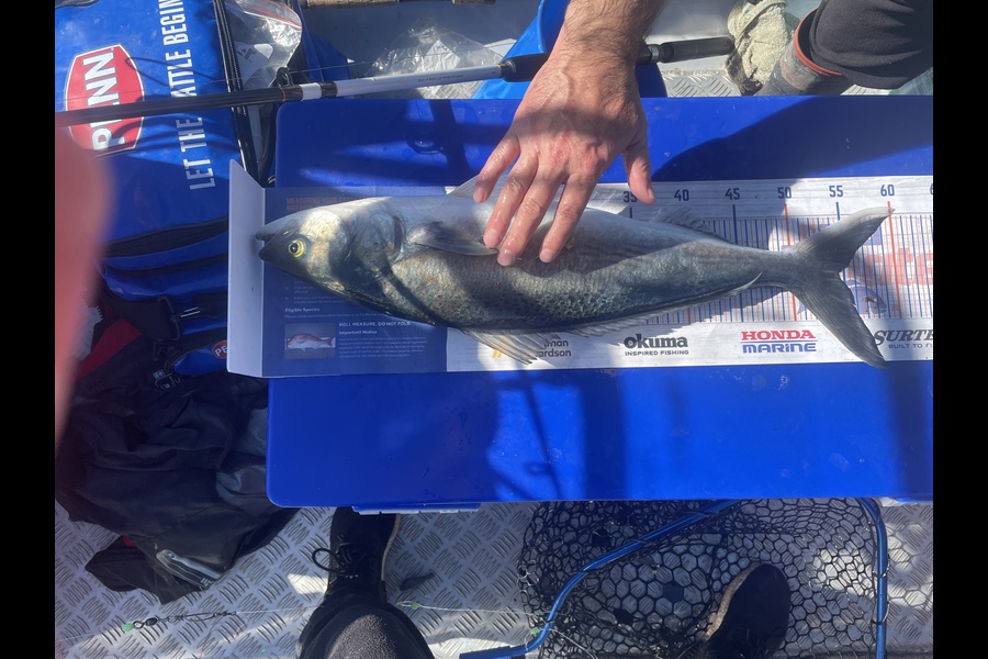 Hayden George caught this 54.5cm Kahawai at Wellington  during The Hirepool Baitmates Fishing Comp