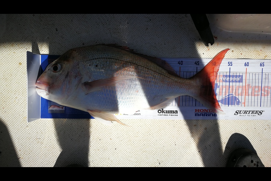 Jonathan  Murrow  caught this 50.0cm Snapper at Wanganui during The Hirepool Baitmates Fishing Comp