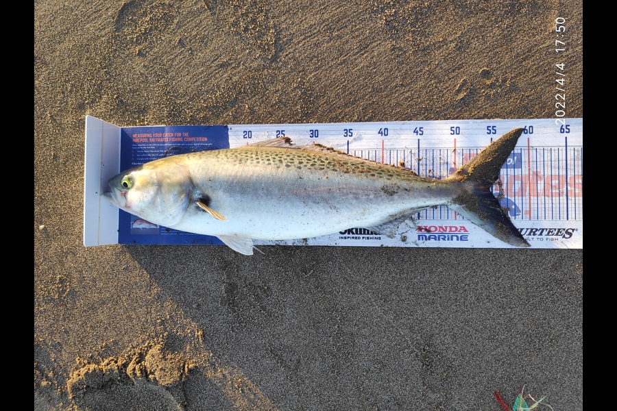 Amanda Swales caught this 54.5cm Kahawai at Whatipu beach  during The Hirepool Baitmates Fishing Comp