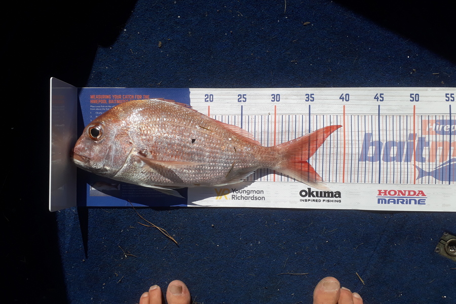 Andrew Le Fleming caught this 34.5cm Snapper at cormandel mussel farms during The Hirepool Baitmates Fishing Comp