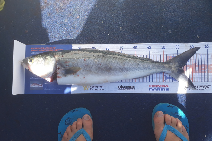 Andrew Le Fleming caught this 56.0cm Kahawai at cormandel  during The Hirepool Baitmates Fishing Comp