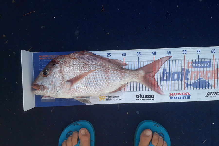 Andrew Le Fleming caught this 39.5cm Snapper at cormandel mussel farms during The Hirepool Baitmates Fishing Comp