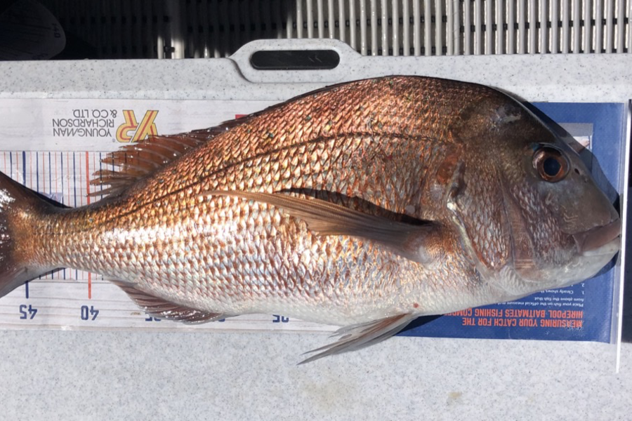 Brendan Lochead caught this 50.0cm Snapper at Gardeners gap during The Hirepool Baitmates Fishing Comp