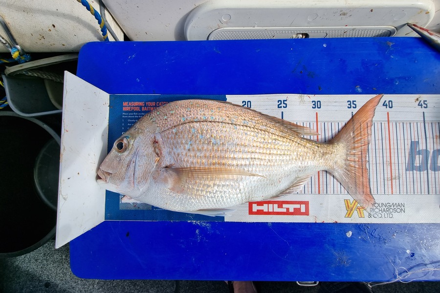Bronwyn Langham caught this 37.0cm Snapper at Golden Bay  during The Hirepool Baitmates Fishing Comp