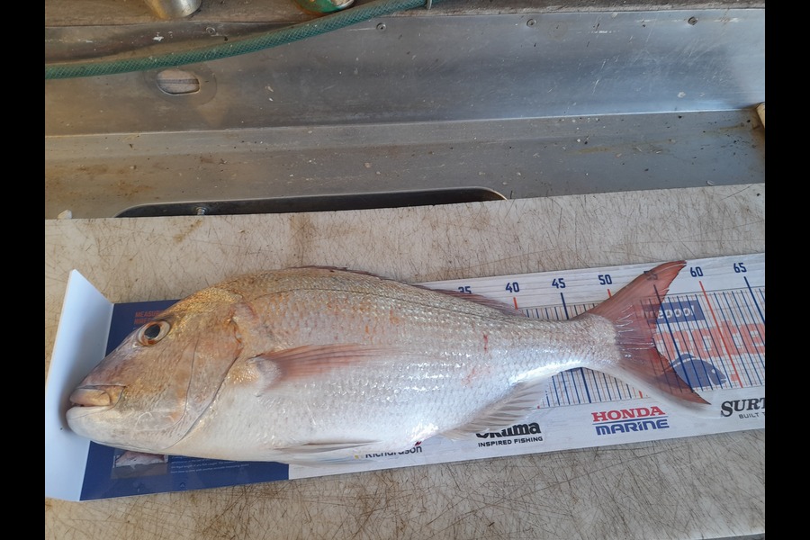 Frank Laws caught this 52.5cm Snapper at Whakatane during The Hirepool Baitmates Fishing Comp