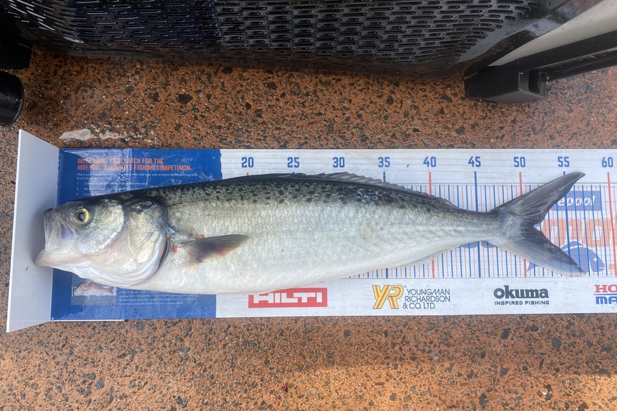 Shawn Beer caught this 51.0cm Kahawai at Pauanui during The Hirepool Baitmates Fishing Comp