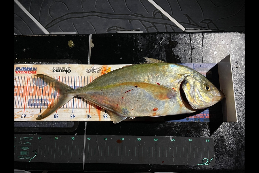 Charles Peters caught this 49.5cm Trevally at Tauranga Harbour during The Hirepool Baitmates Fishing Comp