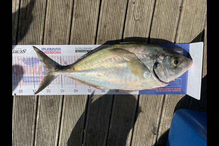 Ritchie Haagh caught this 50.0cm Trevally at Firth if thanes during The Hirepool Baitmates Fishing Comp
