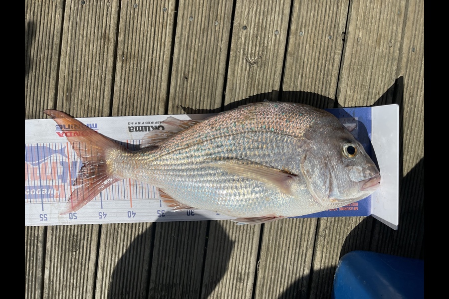 Ritchie Haagh caught this 47.5cm Snapper at Firth of thames during The Hirepool Baitmates Fishing Comp