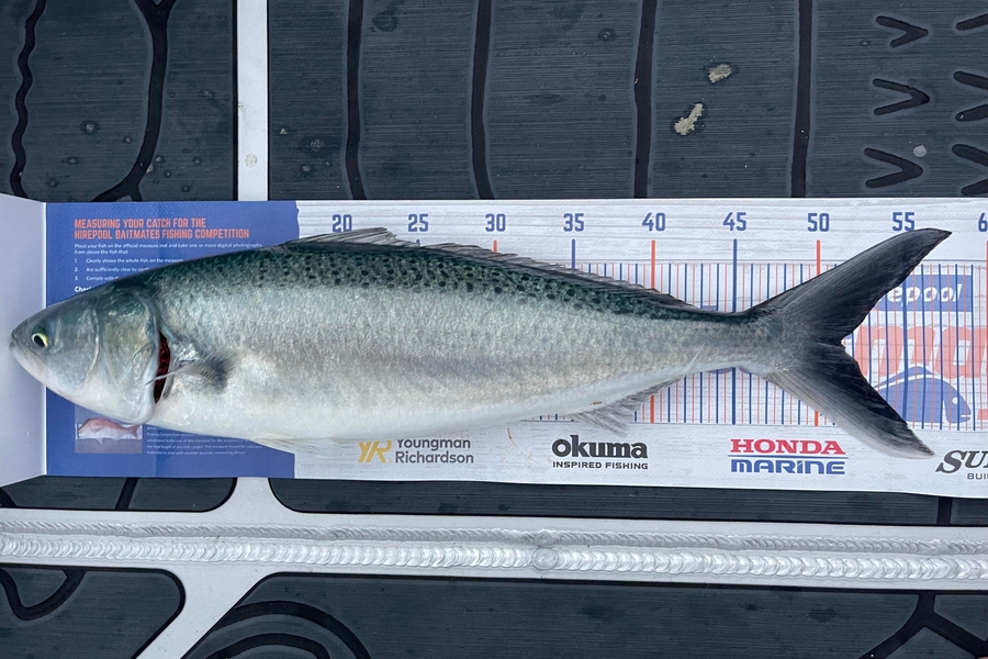 Charles Peters caught this 51.0cm Kahawai at Karewa Island during The Hirepool Baitmates Fishing Comp