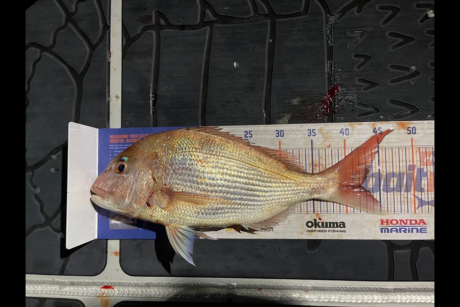 Carole Bettendroffer caught this 42.0cm Snapper at Karewa Island during The Hirepool Baitmates Fishing Comp