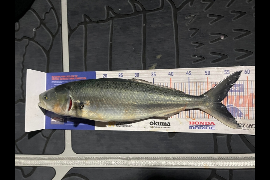 Carole Bettendroffer caught this 53.0cm Kahawai at Matakana Island during The Hirepool Baitmates Fishing Comp