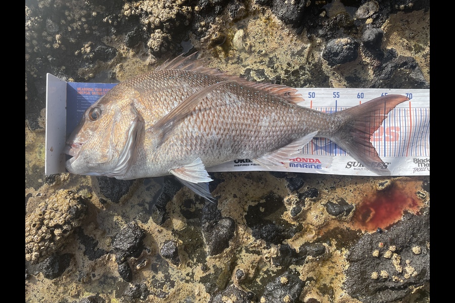 Trent Sutton caught this 62.0cm Snapper at Coromandel  during The Hirepool Baitmates Fishing Comp