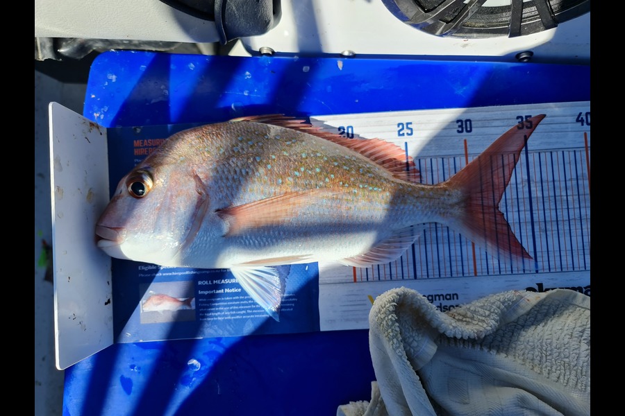 Robert Elcombe caught this 32.0cm Snapper at Flat Rock during The Hirepool Baitmates Fishing Comp