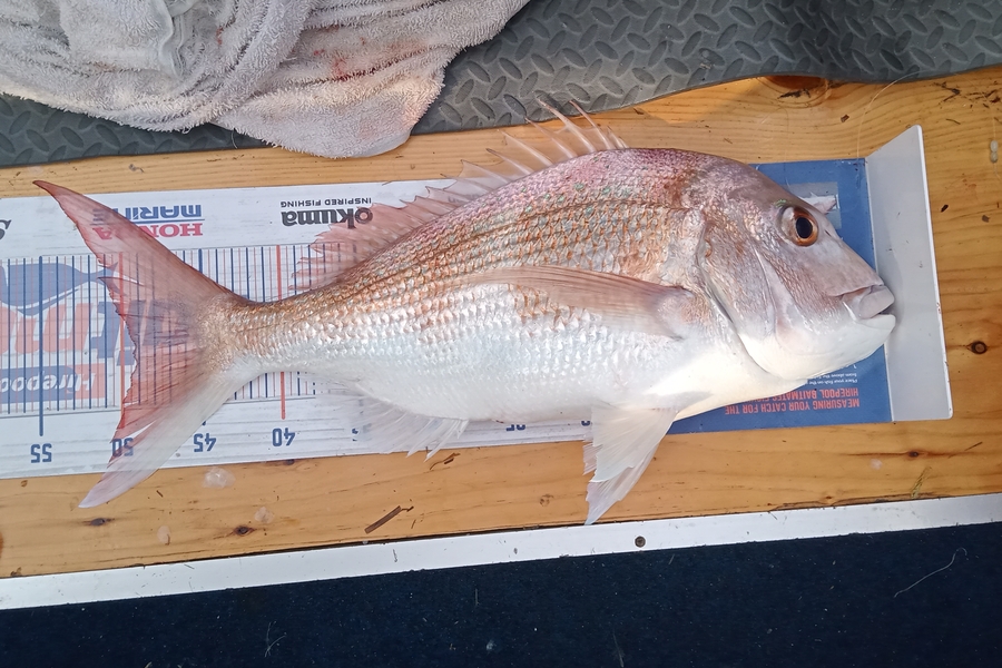 Kim Riri caught this 49.0cm Snapper at Waihi beach during The Hirepool Baitmates Fishing Comp
