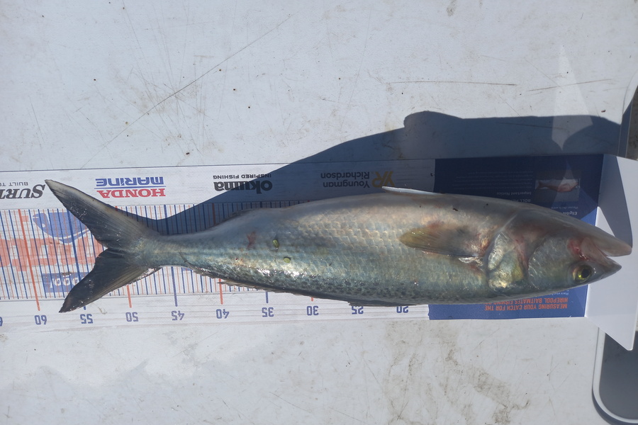 Matt Johnston caught this 51.5cm Kahawai at Napier during The Hirepool Baitmates Fishing Comp