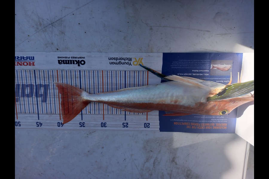 Matt Johnston caught this 39.5cm Gurnard at Napier during The Hirepool Baitmates Fishing Comp