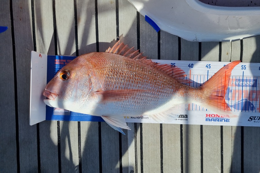 Doug Anderson  caught this 49.5cm Snapper at Kawau during The Hirepool Baitmates Fishing Comp